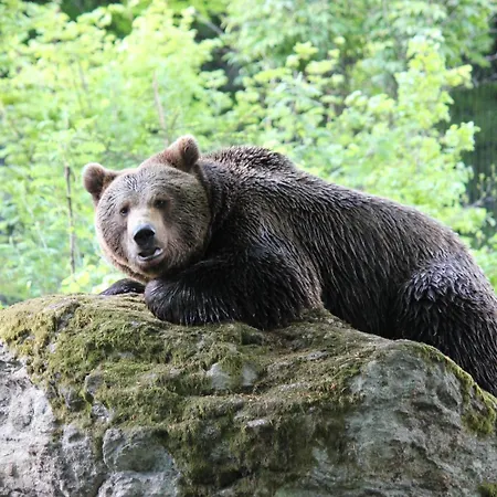 Отель Dreisonnenberg 3*